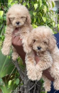 Buy Vaccinated  Poodle Puppy from Jaipur
